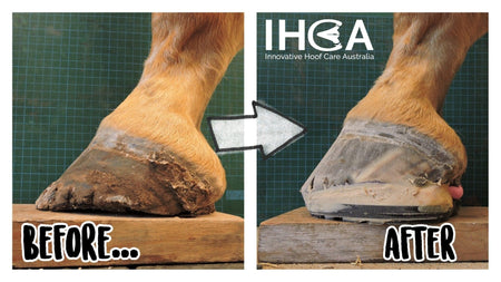 EponaShoes for Low Palmar Angle Correction