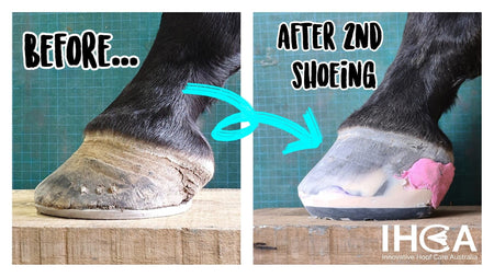 Chronic Lameness and Run-Forward Toes