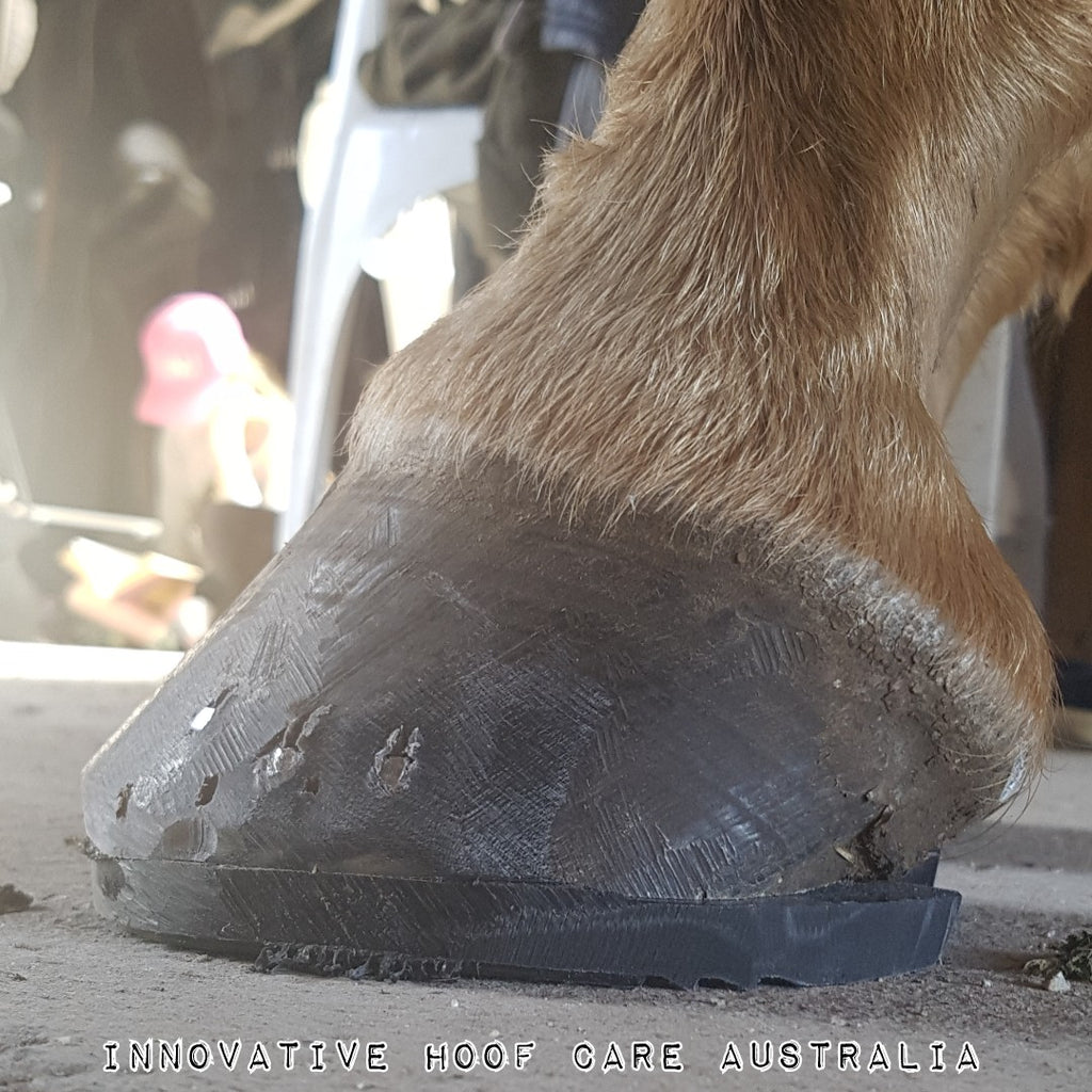Costin Horseshoe (Pairs) — Innovative Hoof Care Australia
