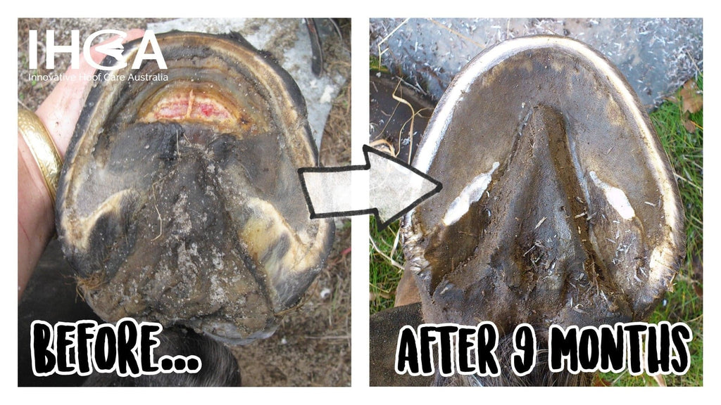 Laminitis with It can be fixed! — Innovative Hoof Care