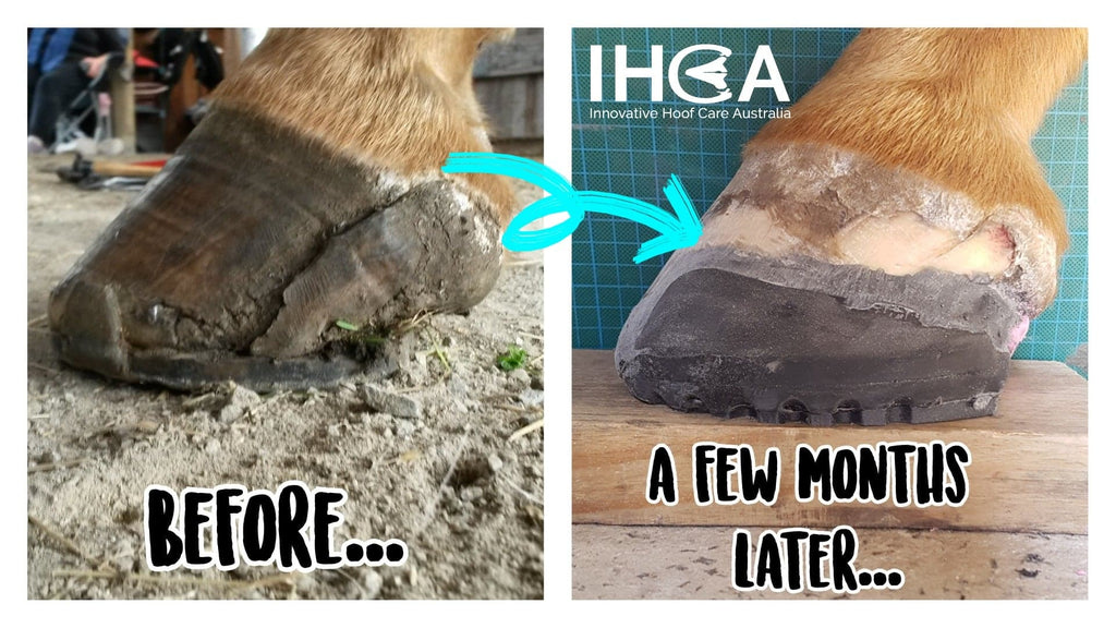 Severe Quarter Crack — Innovative Hoof Care Australia