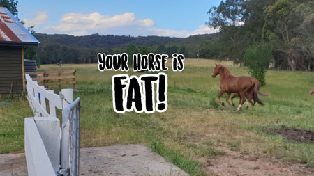Your Horse is Fat!