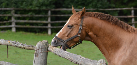 Stressors that Affect Cribbing Horses - A Literature Review