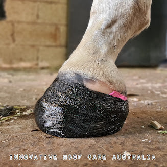 Eldrún Equine - Sleipnir Hoof Casting