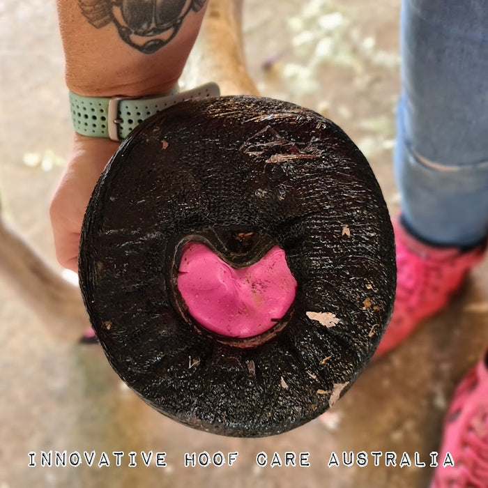 Eldrún Equine - Sleipnir Hoof Casting